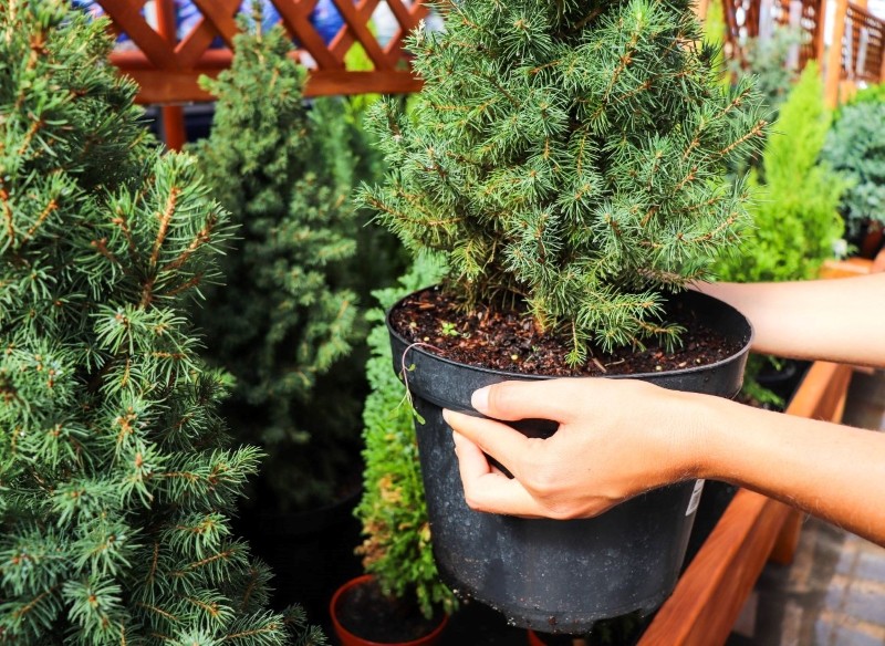 jak dbać o choinkę w doniczce