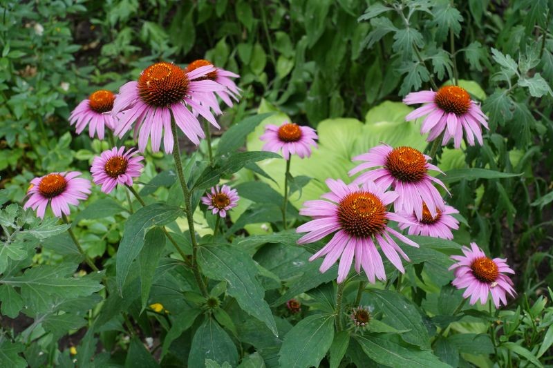 Jeżówki posadzone w pełnym słońcu kwitną najobficiej.