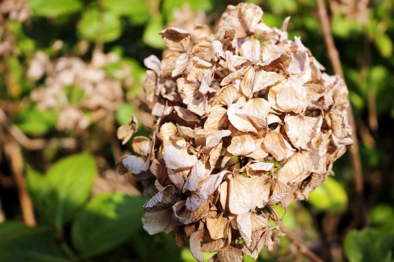 Częstą przyczyną usychania hortensji jest niewłaściwe podlewanie.