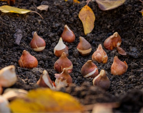 Jesienne sadzenie cebul kwiatowych – twój przepis na spektakularny ogród wiosną