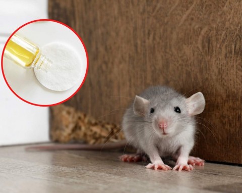 Jak sprawdzić, czy mysz jest w domu? Co zrobić, żeby szybko i skutecznie pozbyć się myszy?