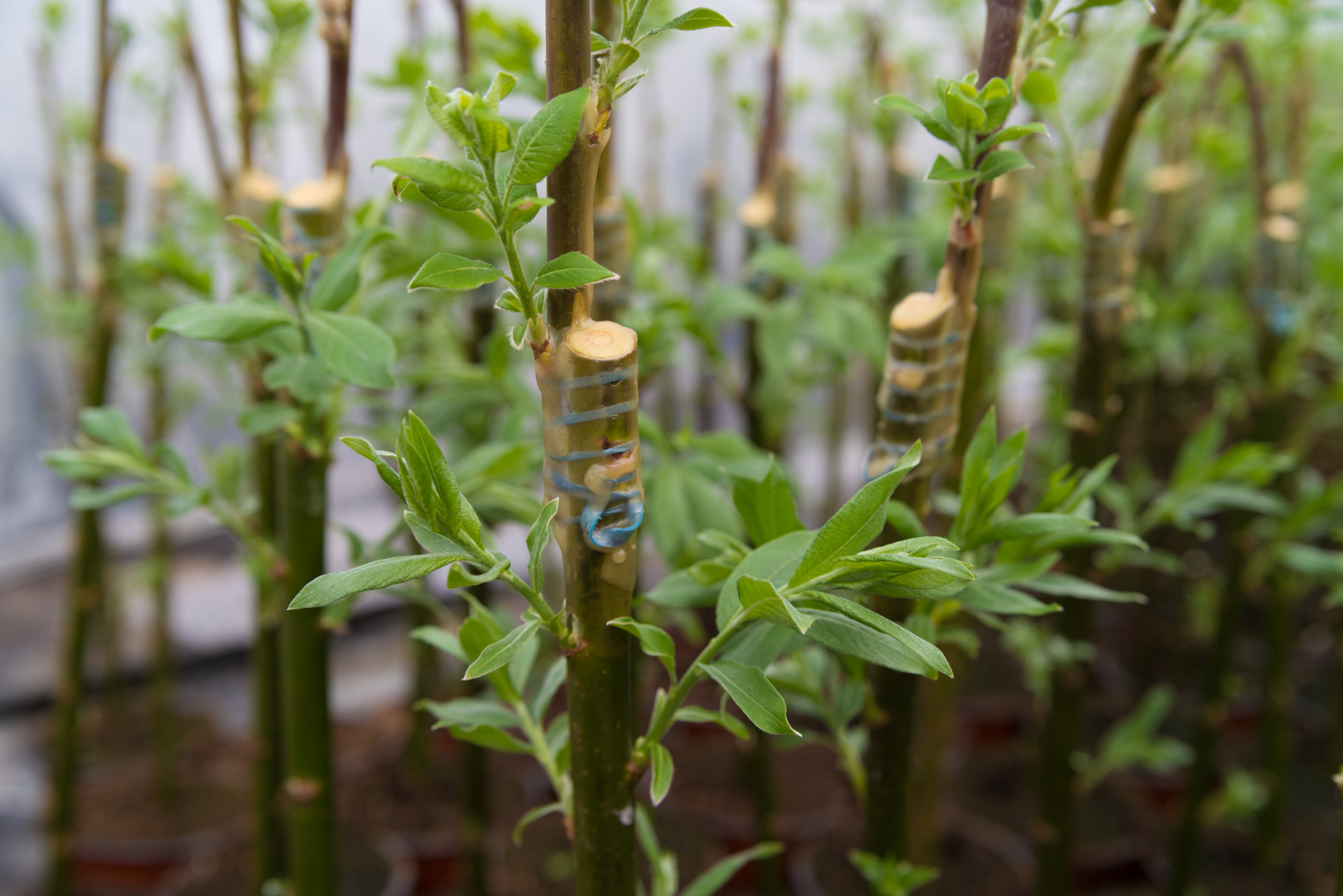 Подвой для яблони что это такое. Подвой полукарлик 54-118. Подвой жердель. Саженец яблони на подвое. Подвой вишни.