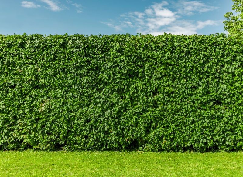 Buk nadaje się na żywopłot i nie tylko.