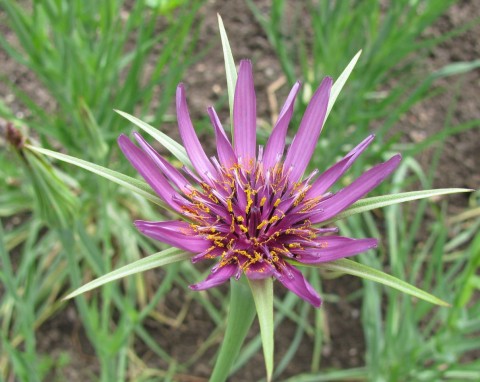 Salsefia – mało znane, ale bardzo wartościowe warzywo. Uprawa, zbiór i zastosowanie