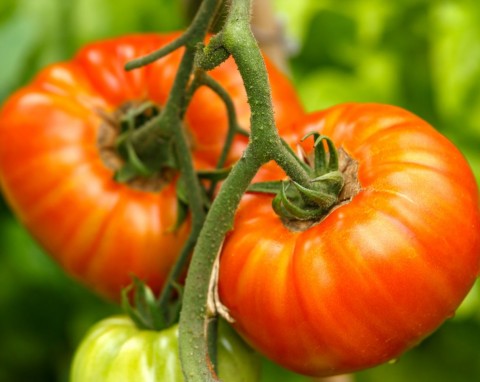 Największe i najcięższe pomidory. Nie zastanawiaj się i posiej odmianę Gigantomo