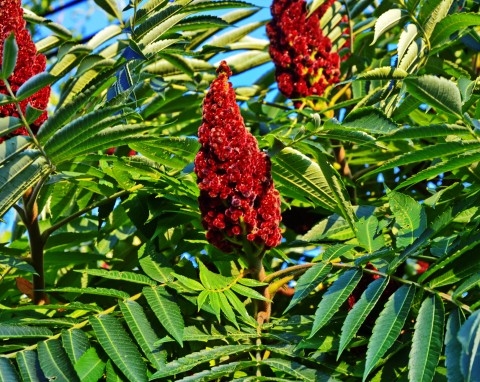 Sumak octowiec (Rhus Typhina)