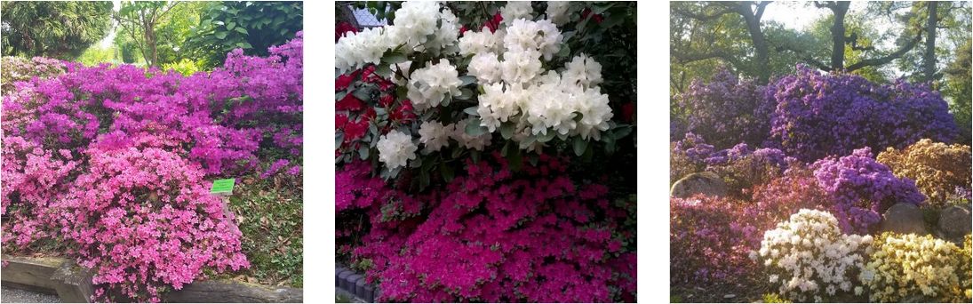 okładni galeri ze zdjęciami azali w ogrodzie