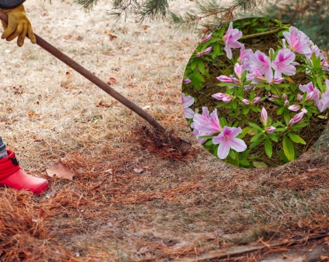 Robisz wiosenne porządki w ogrodzie? Nie wyrzucaj zbutwiałych części roślin, przygotuj z nich ziemię wrzosową