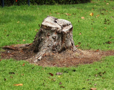 Jak usunąć drzewo i pień, by nie pozostał po nich ślad. Doświadczony ogrodnik zdradza swój sposób