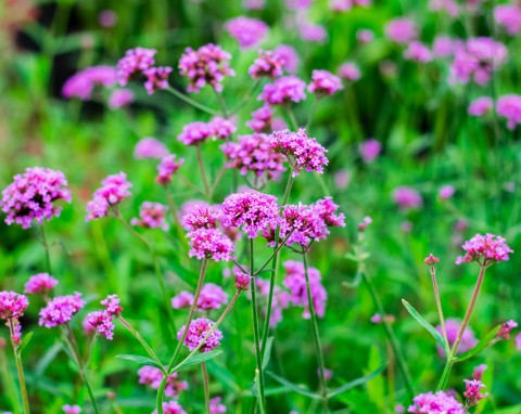 Werbena (Verbena)
