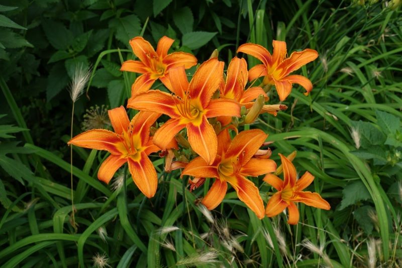 Liliowce są piękną ozdobą ogrodu.