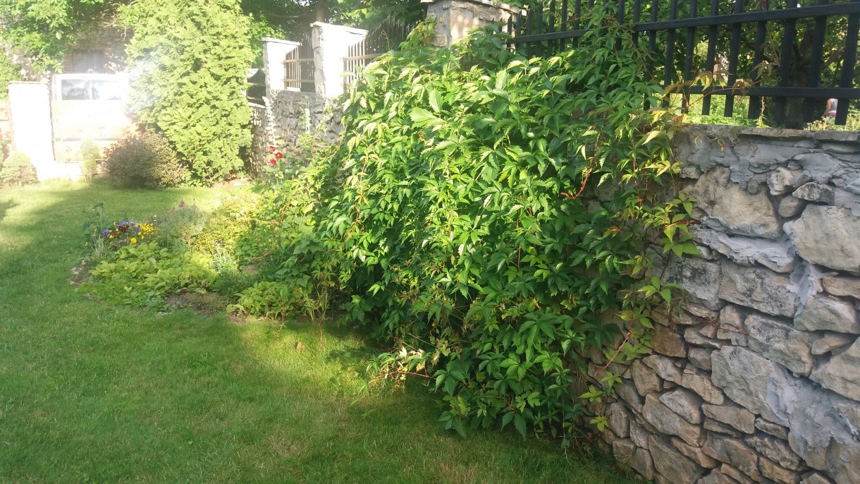 Ogród, Mój mały ogródek w letniej odsłonie - W słonecznej poświacie kawałek ogródka