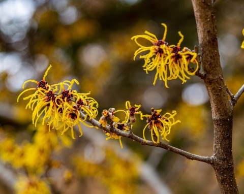 Oczar omszony (Hamamelis Molis)
