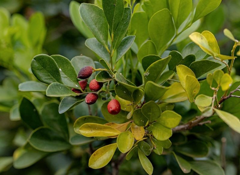 murraya