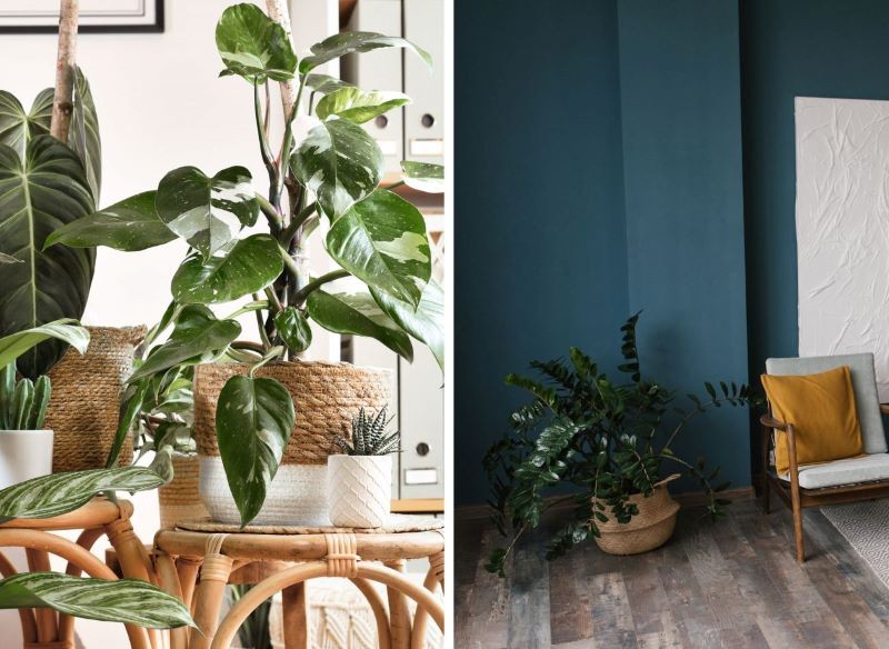 Rośliny i światło