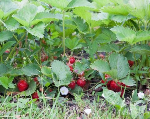 Kradną krzaczkom wodę i składniki odżywcze. Jak pozbyć się chwastów z truskawek?