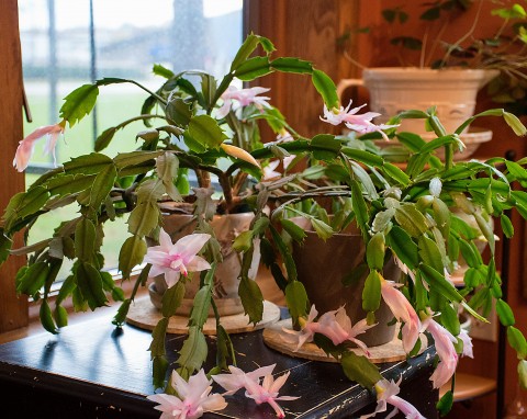 Grudnik będzie wypuszczał pąk za pąkiem. Wystarczy zrobić dla niego specjalną mieszankę ziemi