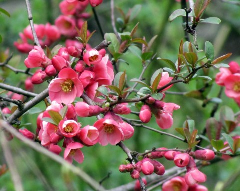 Pigwowiec japoński (Chaenomeles japonica)