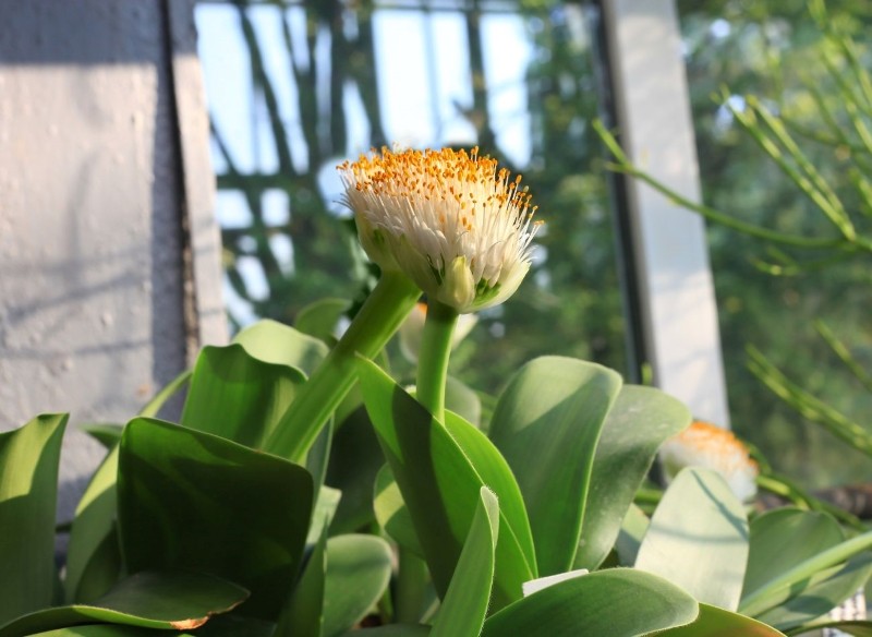 krasnokwiat białokwiatowy