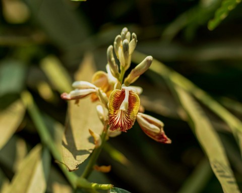Najsłynniejsza i super zdrowa przyprawa wikingów. Możesz uprawiać go w doniczce