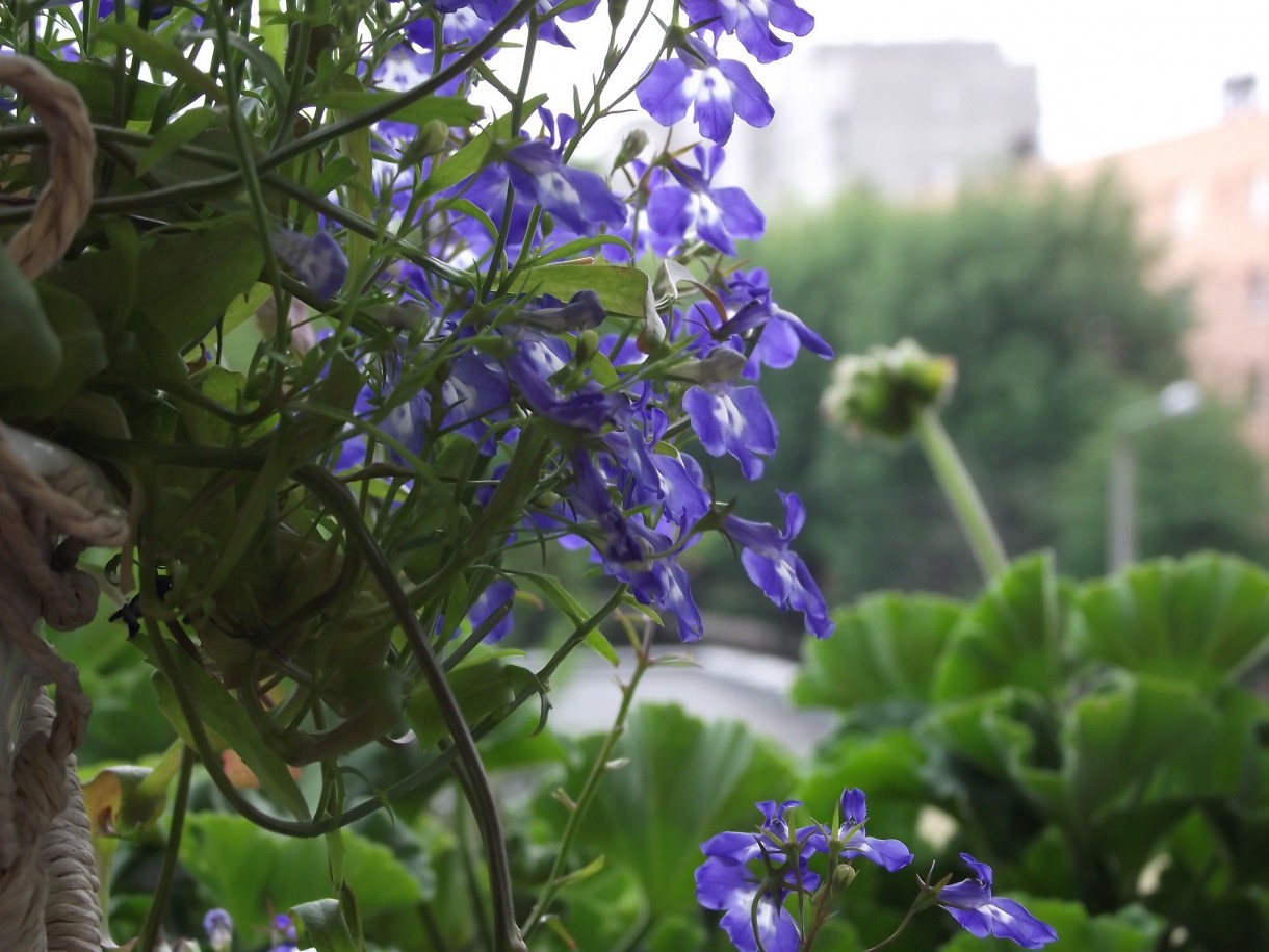 Pozostałe, Balkon 2016:)