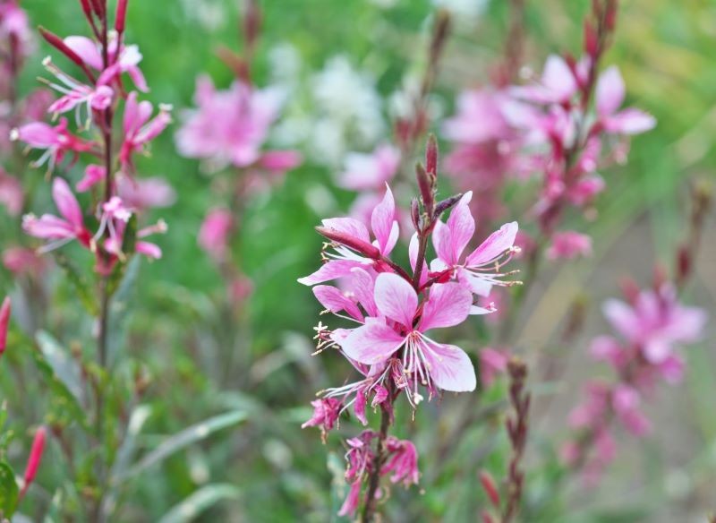 Gaura Lindheimera urzeka delikatnymi kwiatostanami.
