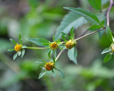 Uczep trójlistkowy (Bidens tripartita)