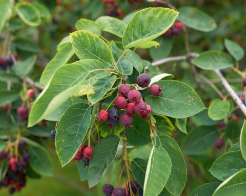 Świdośliwa kanadyjska (Amelanchier canadensis)