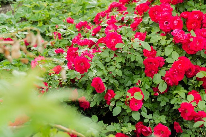róże w ogrodzie