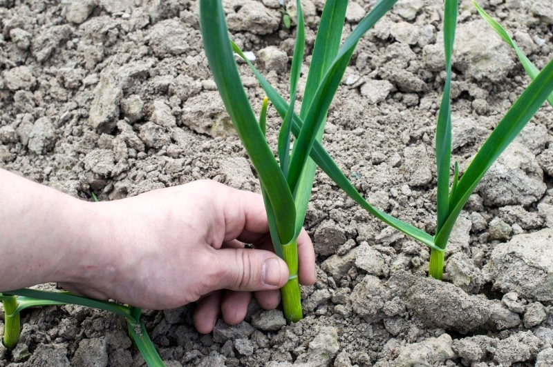 sposób na duże i zdrowe główki czosnku