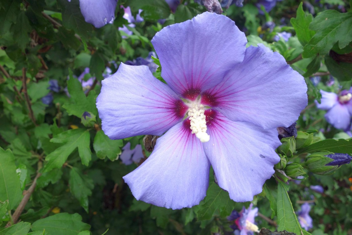 Rośliny, Piękne hibiskusy