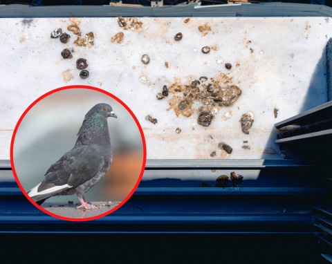 Jak usunąć odchody gołębi z parapetu i balkonu? Sprytne sposoby na ptasie odchody!