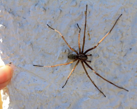 Kątnik większy. Czy jest jadowity? Jak się pozbyć popularnego pająka z domu?