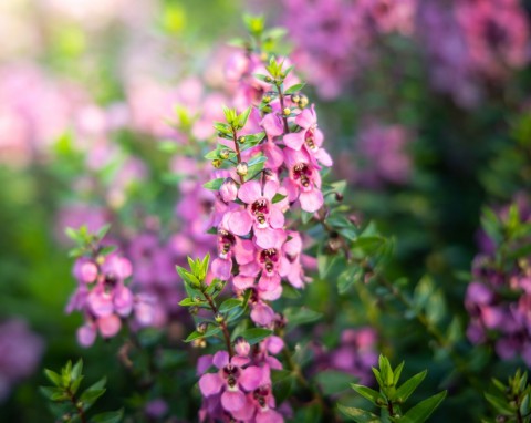 Wawrzynek wilczełyko (Daphne mezereum)