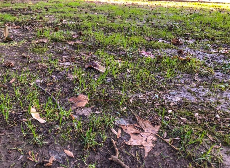 Mączniak prawdziwy najczęściej rozwija się na zaniedbanych trawnikach.