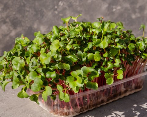 Uprawa superfoods na parapecie. W 7 dni będziesz zielone listki pełne zdrowia