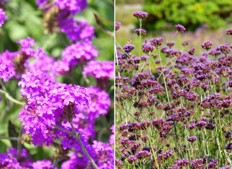 Werbena patagońska i żyłkowana to świetne propozycje na kwietną rabatę.