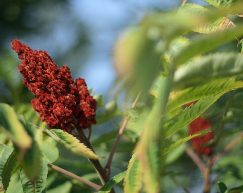 Sumak octowiec (Rhus Typhina)