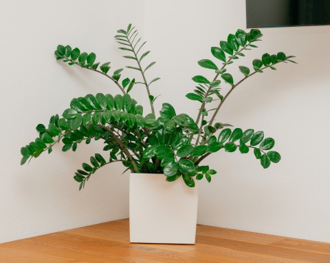 Naturalne wsparcie dla zamiokulkasa. Wzmacnia korzenie i pobudza wzrost nowych liści