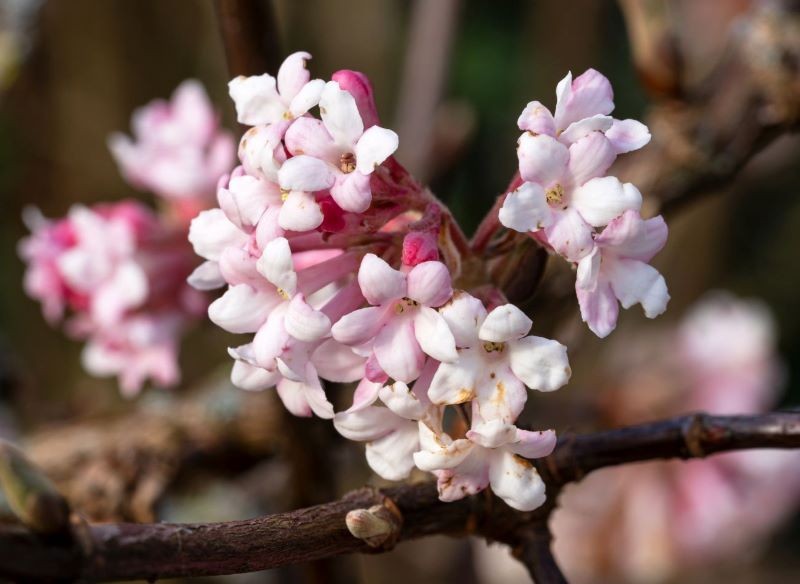 Atutem kaliny wonnej są pastelowe kwiaty o słodkim zapachu.