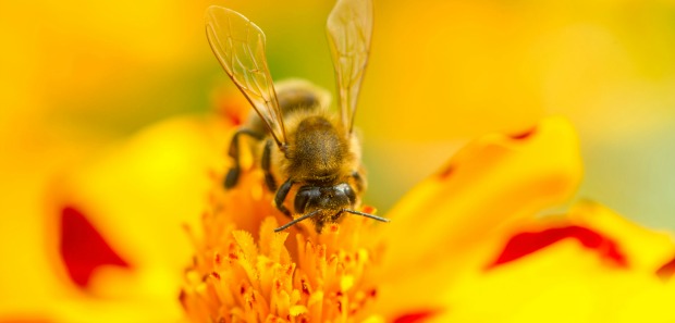 Rośliny miododajne, które przyciągną pszczoły w ogrodzie