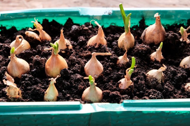 Dymkę warto podpędzić na kilka tygodni przed jej planowanym sadzeniem w ogrodzie.