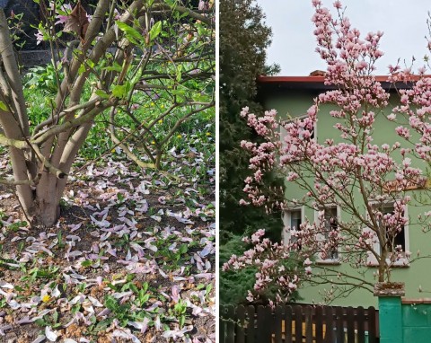 Już czas przyciąć magnolię. Po zabiegu wzmocnij krzew domowym nawozem