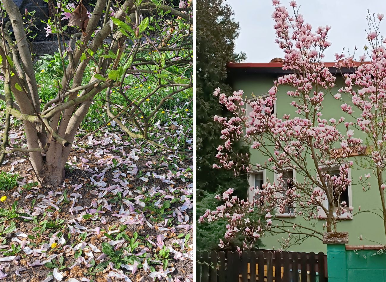  Po przycięciu magnolii, podlej ją specjalną odżywką. Krzew dostanie sił witalnych