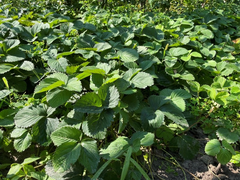 przesadzanie truskawek