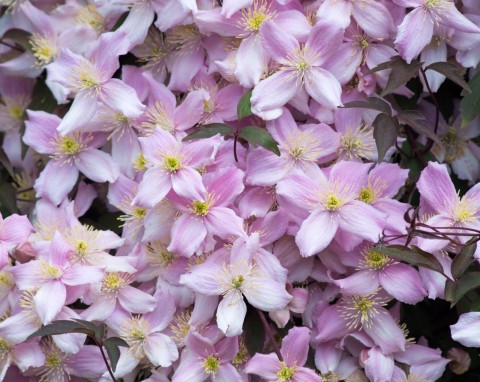 Powojniki montana – jedne z najpiękniej i najdłużej kwitnących clematisów. Uprawa i pielęgnacja