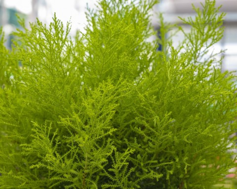 Piękna alternatywa dla choinki na święta. Strzelisty, gęsty, nie ma wielkich wymagań i nie gubi igieł