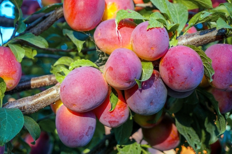 śliwa ałycza na żywopłot