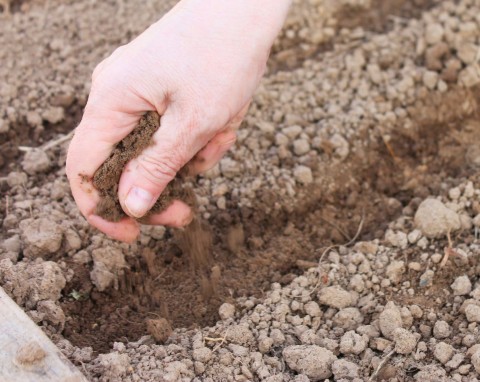 Jedno z najważniejszych zadań w jesiennym ogrodzie. Od tego zależy jakość przyszłorocznych zbiorów