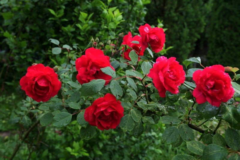 Długie pędy róż warto wygiąć w łuk, dzięki czemu wypuszczą boczne przyrosty.